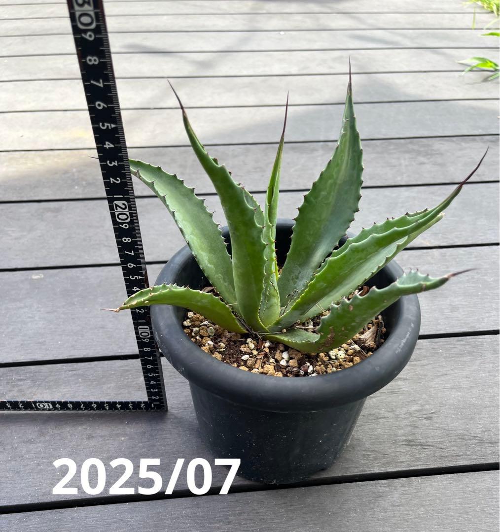 山野草 ホロテンナンショウ 模様葉 開花見込み 休眠中 （山野草）テンナン