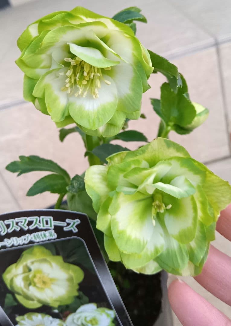 正規苗 八重咲クリスマスローズ グリーンリップ・利休系 開花苗 - メルカリ