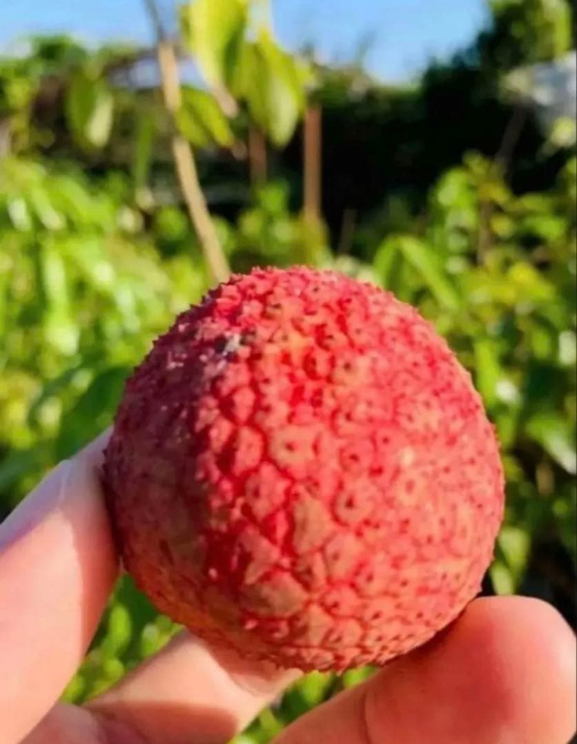 ライチ取木苗木(大) レイシ 　台湾玉荷苞　改良品種プリンセスの笑顔