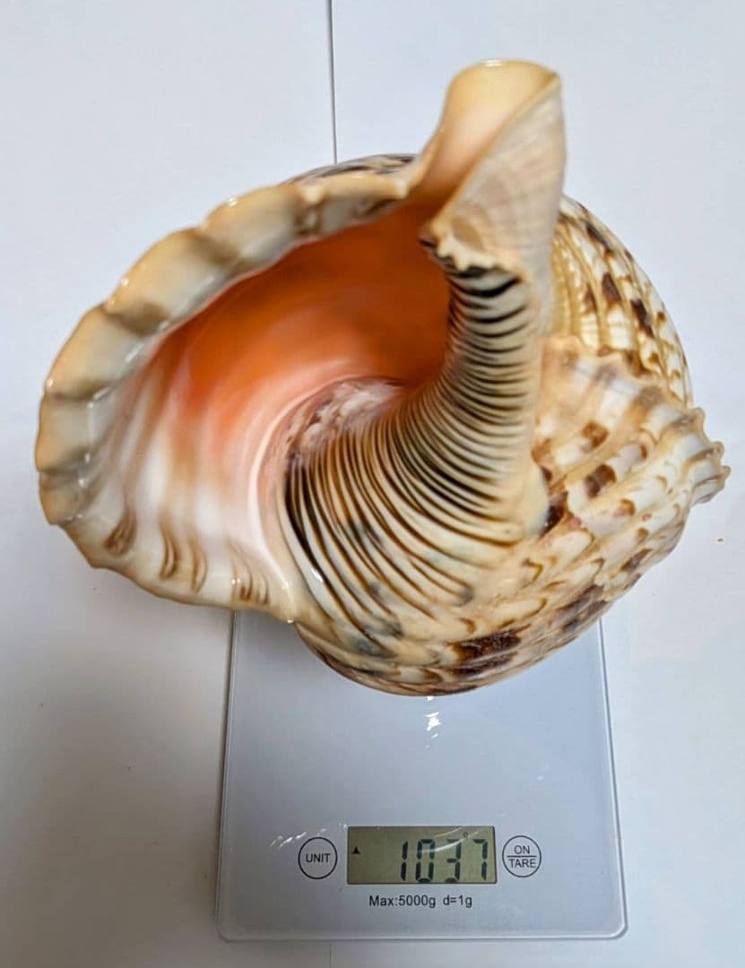 法螺貝　35.0cm 貝袋付　1037g 28000円　山伏修験