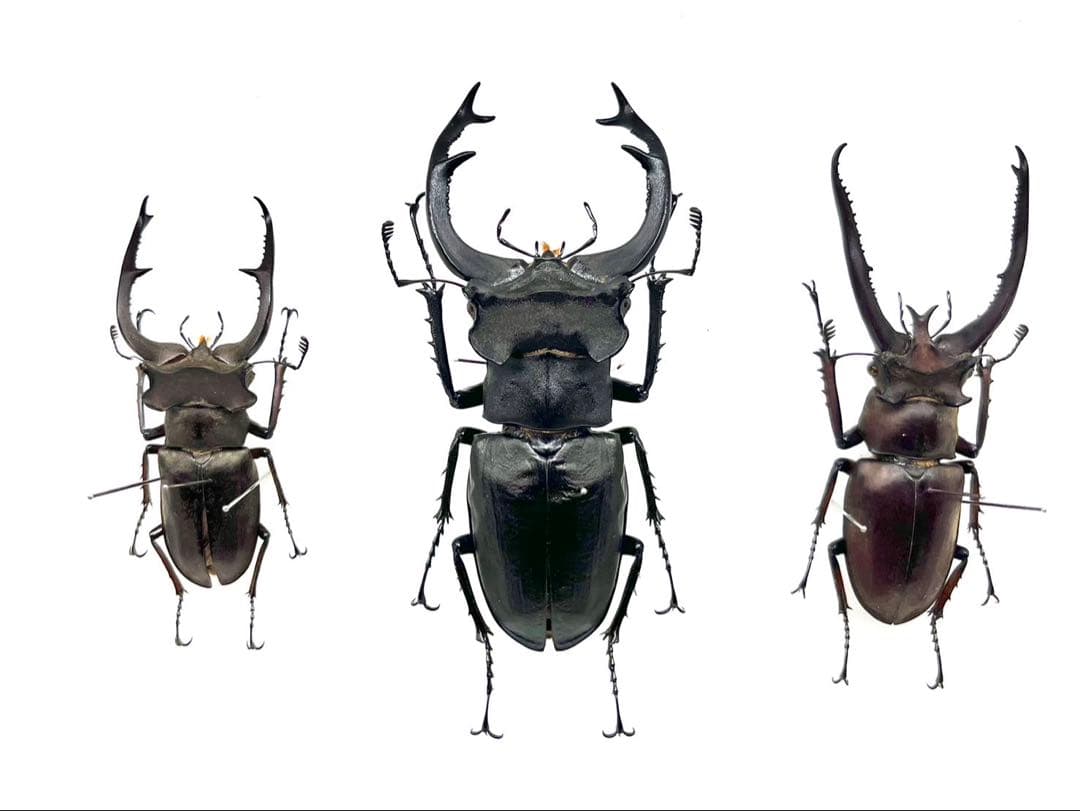 ユダイクス、プラネット、クラーツ　ミヤマクワガタ3種　標本 くわかぶプラネット / 【大型】ユダイクスミヤマクワガタペア