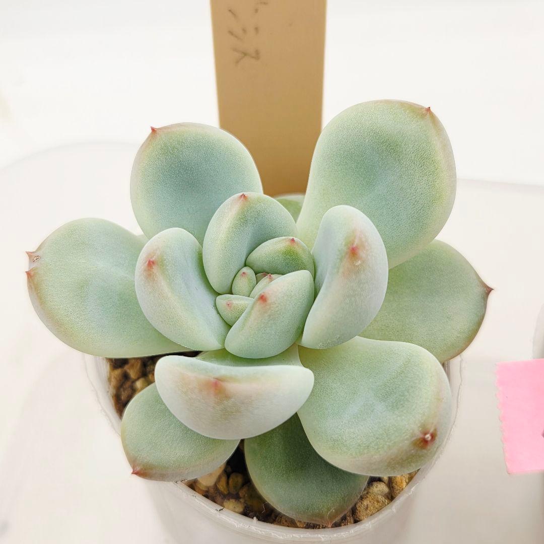 プーさん様 ミソップさん 4苗