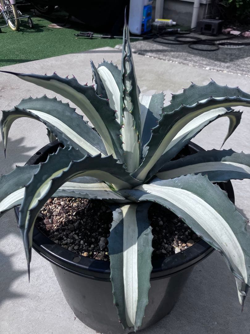F*u様 【‼︎大株‼︎】アガベ　アメリカーナ　華厳　メディオピクタ　アルバ