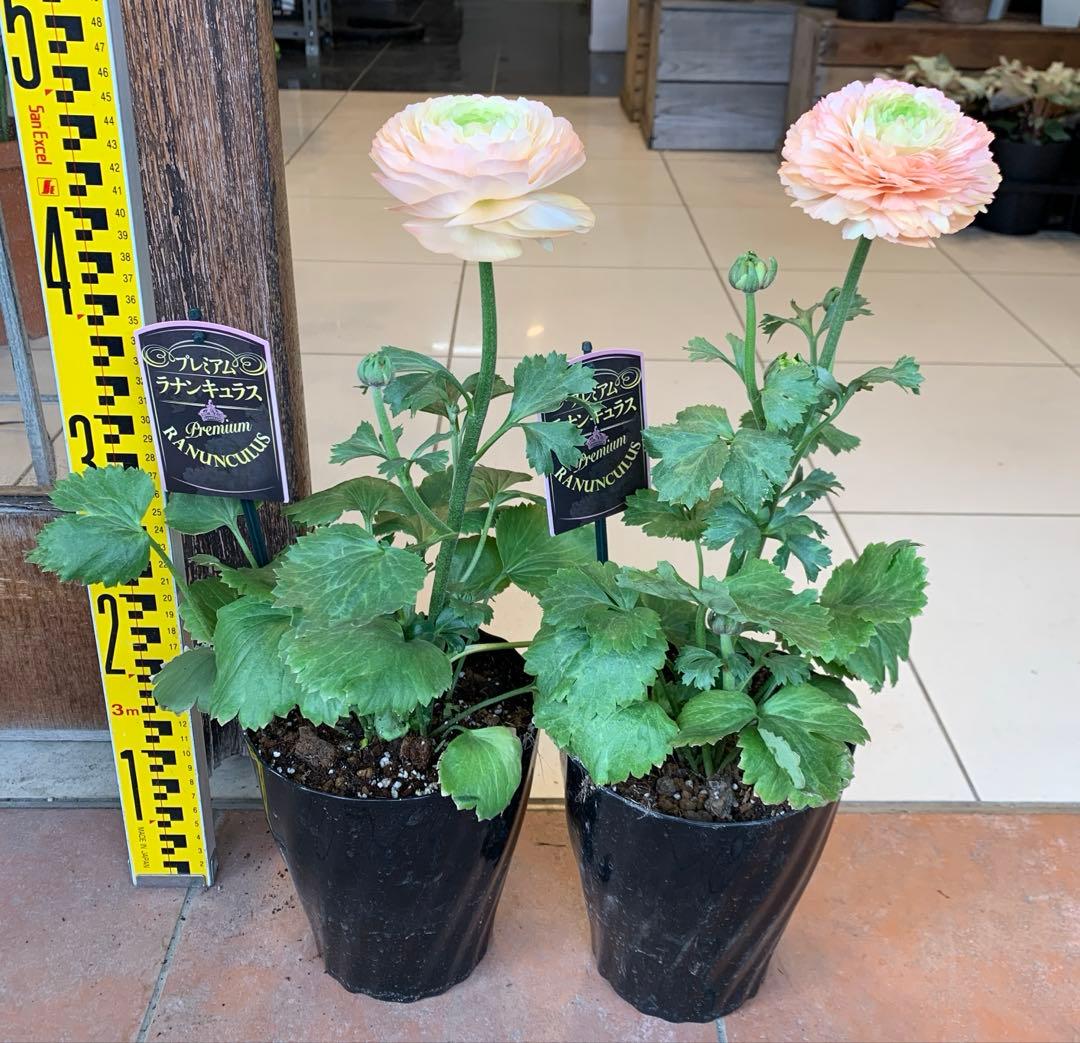 ラナンキュラス プレミアム サクセス トアレグ 2個セット　プラスチック受皿2枚