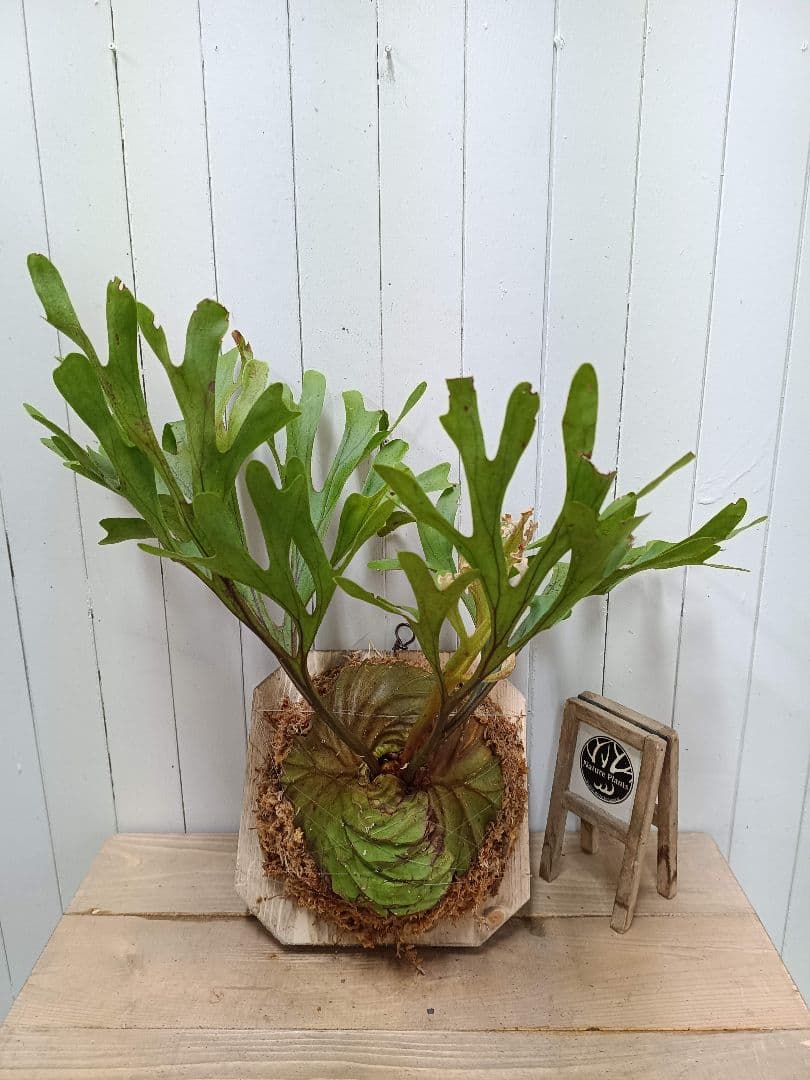 plants selectページK282【板付！】ビカクシダ リドレイ