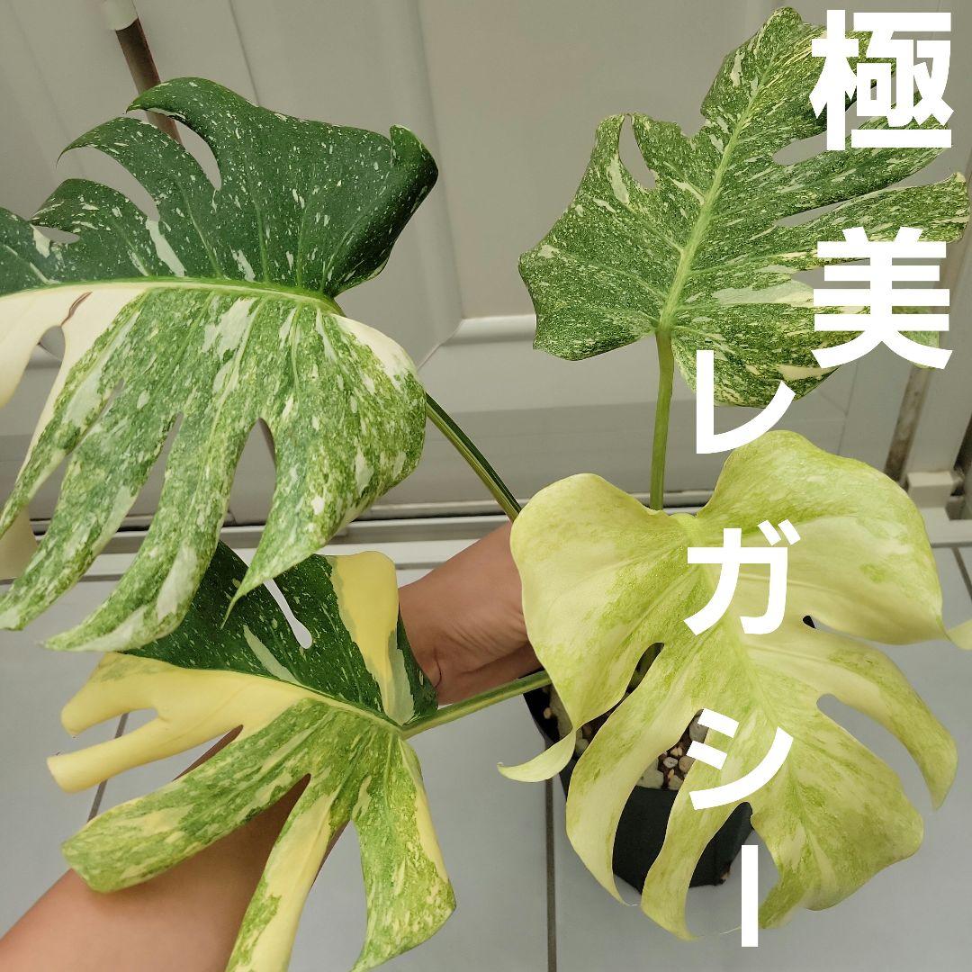 超希少】モンステラレガシーMonstera Legacy Variegata☆ - メルカリ