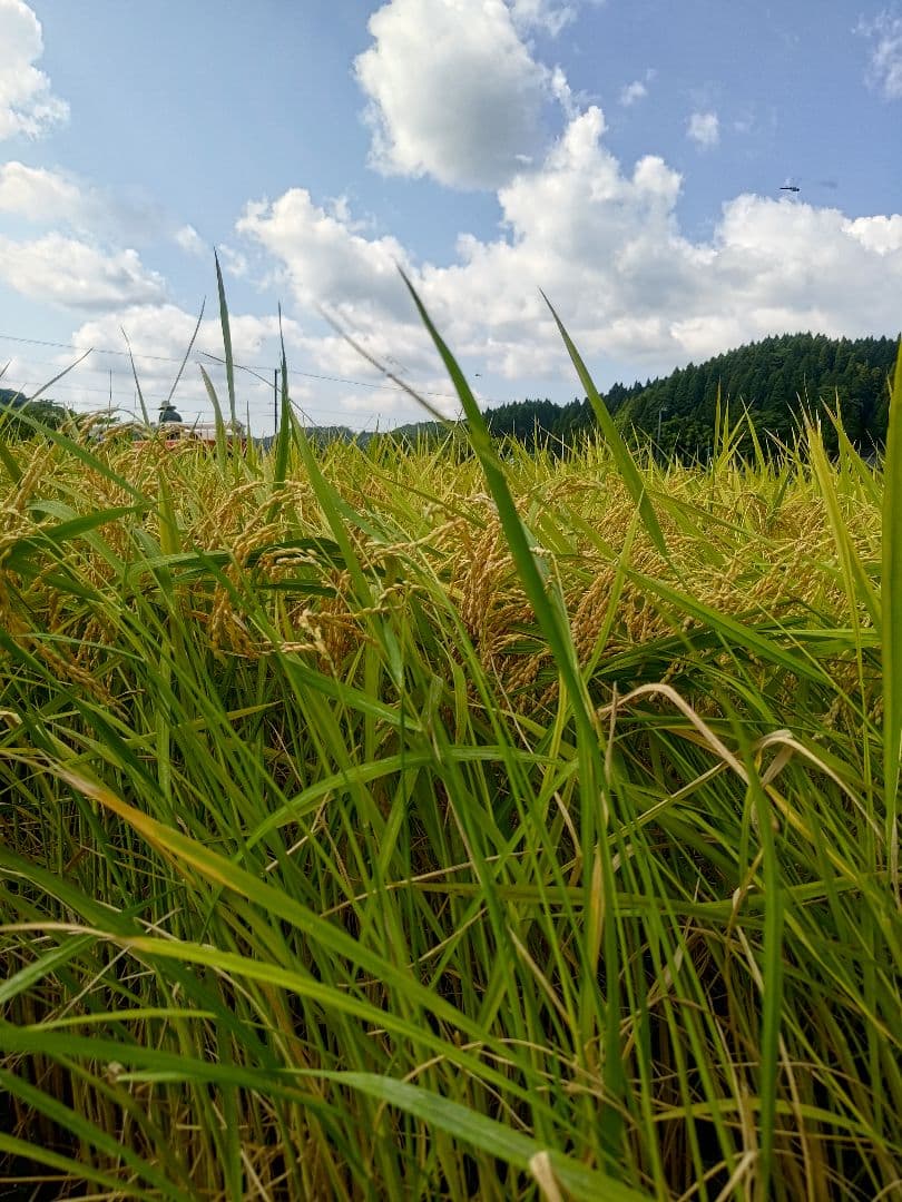 めみこ。専用　玄10k　1分