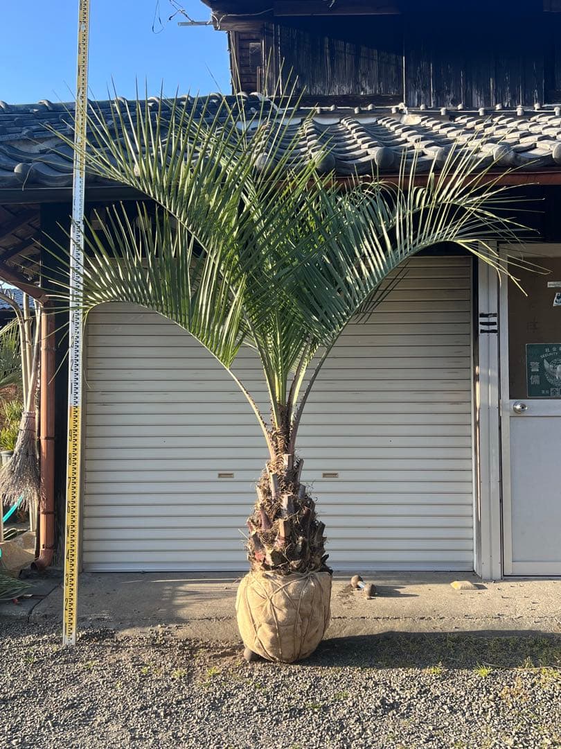 ココスヤシ　超極太株　シルバーリーフ　カルフォルニアスタイル　送料込み価格 ココスヤシ 極上極太シルバーリーフ カルフォルニアスタイル 送料込み