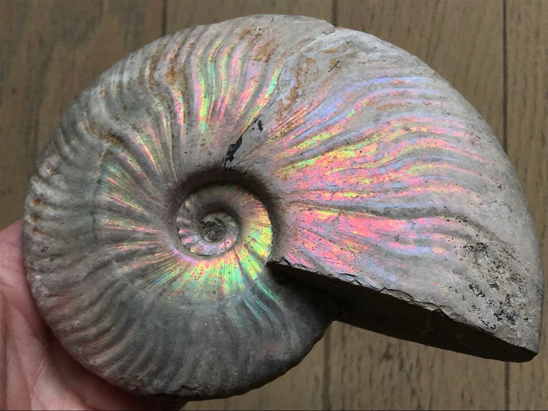 【限定価格】マダガスカル産　アンモナイト化石青（クリオニセラス）大サイズ