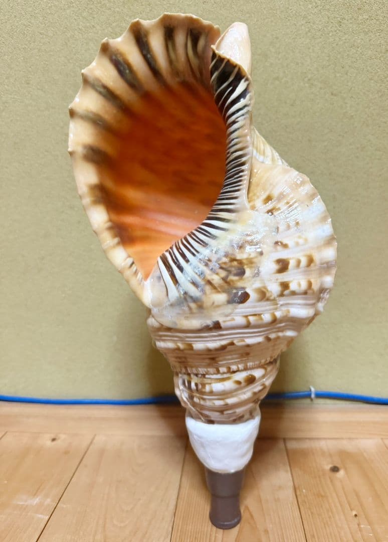 特大40㎝修験道法螺貝 山伏 ほら貝、ホラガイ　木製歌口