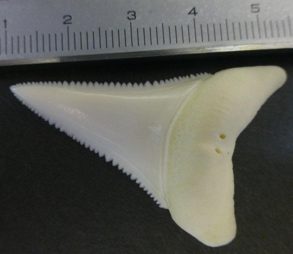 【ジャスパー】ホホジロザメ（C. carcharias）の歯 45.1mm