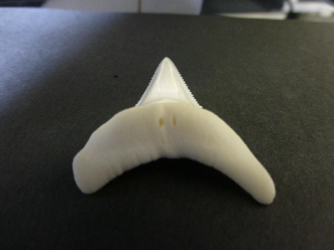 【ジャスパー】ホホジロザメ（C. carcharias）の歯 45.1mm