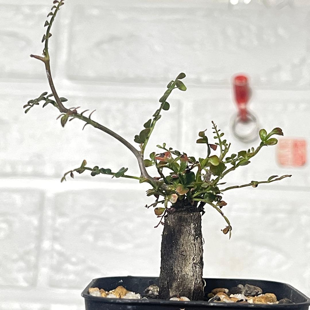 塊根植物】オペルクリカリアパキプス 根挿し パワータンク64 - メルカリ