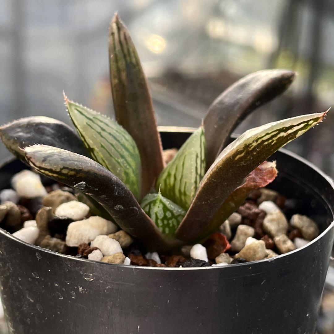 ハオルチア ナイルの一滴(ハオルシア多肉植物) - メルカリ