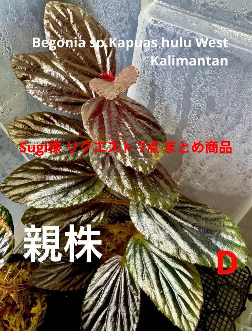 Sugi様 リクエスト 7点 まとめ商品