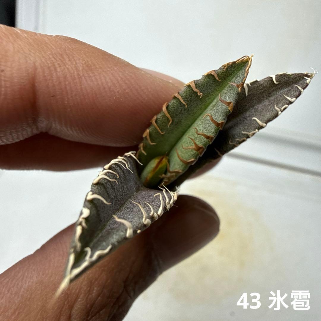 43 アガベ チタノタ 氷雹 - メルカリ