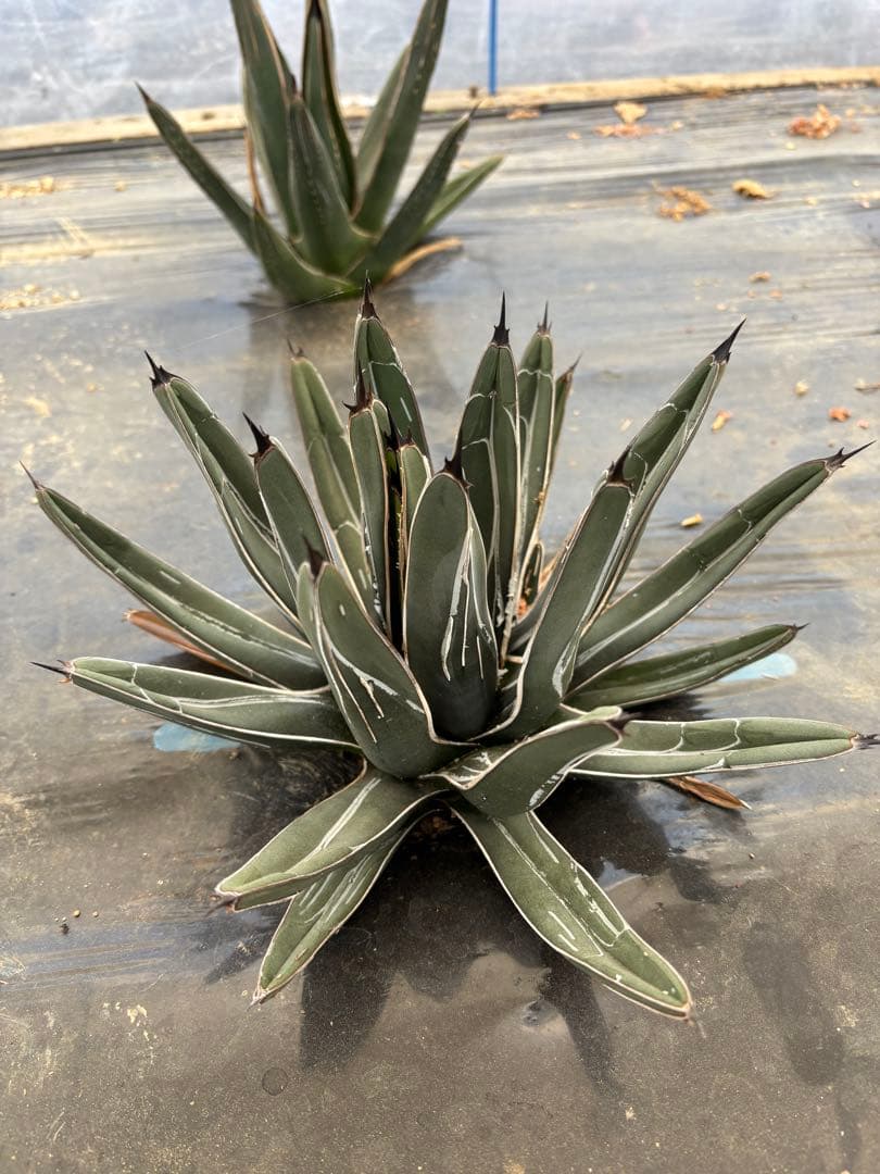 アガベ　笹吹雪　ニッケルシー