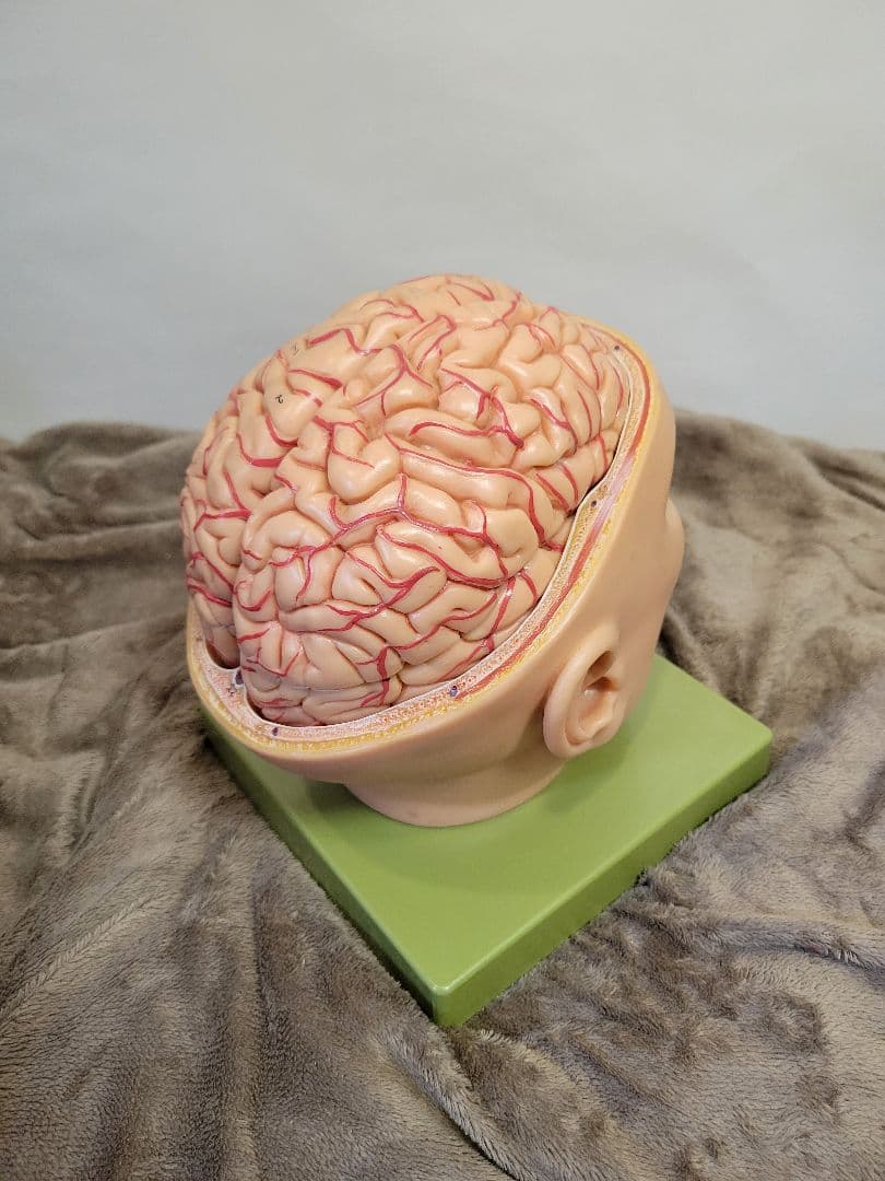 SOMSO BS5 頭部基底模型 脳模型 中古