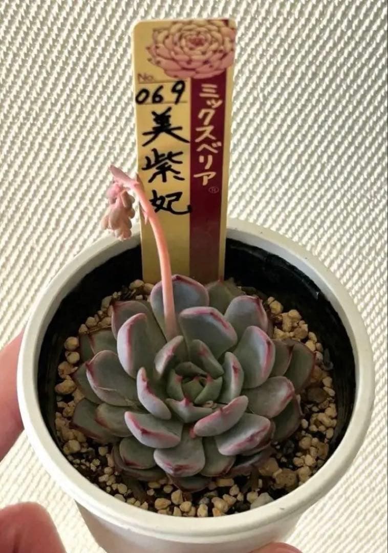 おらいさん苗 ミックスベリア 美紫妃 メルカリ便 札付き・抜き苗