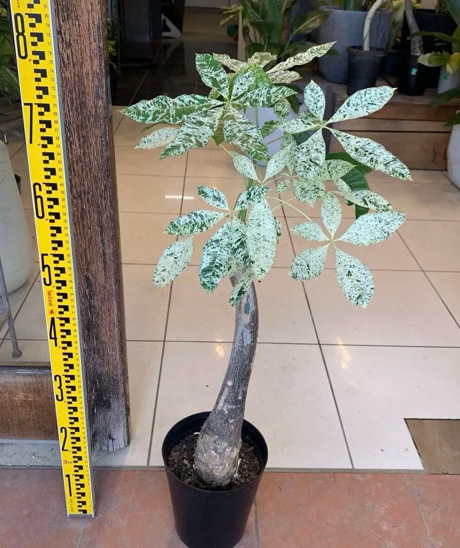 パキラ ミルキーウェイ 2 - メルカリ