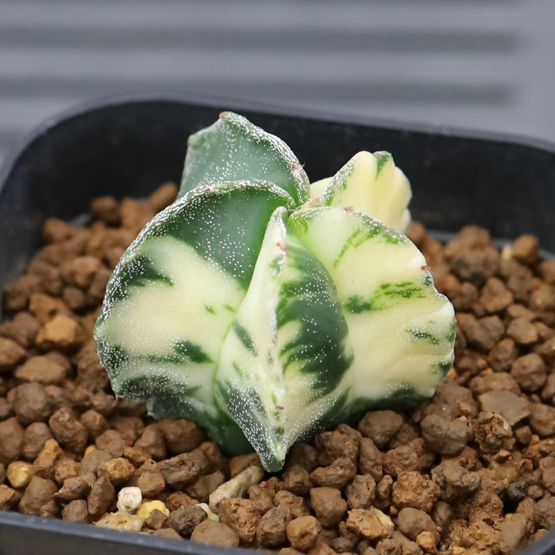 実生 アストロフィツム 鸞鳳玉錦 美斑入りランポー錦 ヘキラン錦 #389