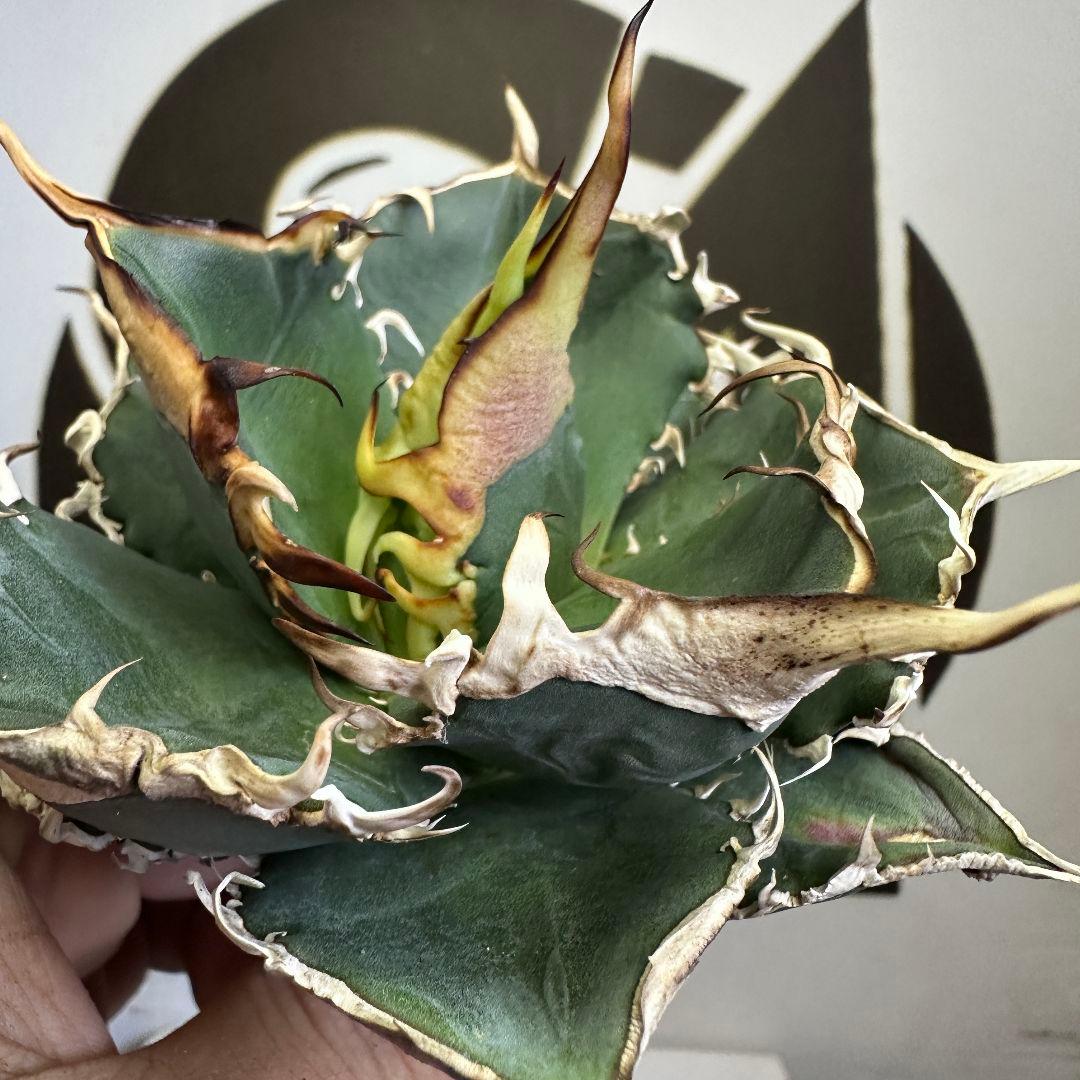 588【上澳園芸】アガベ shangao-005 車手（レーサー） LED管理株