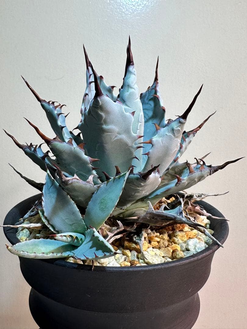 アガベ 激怒甲蟹x屈原舞扇 （激怒之舞） ハイブリッド 子株販売 - メルカリ