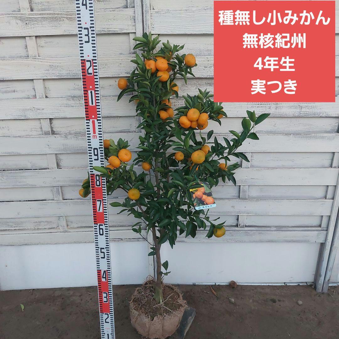 紀州小みかん 種無し 無核紀州 4年生 苗木 - メルカリ