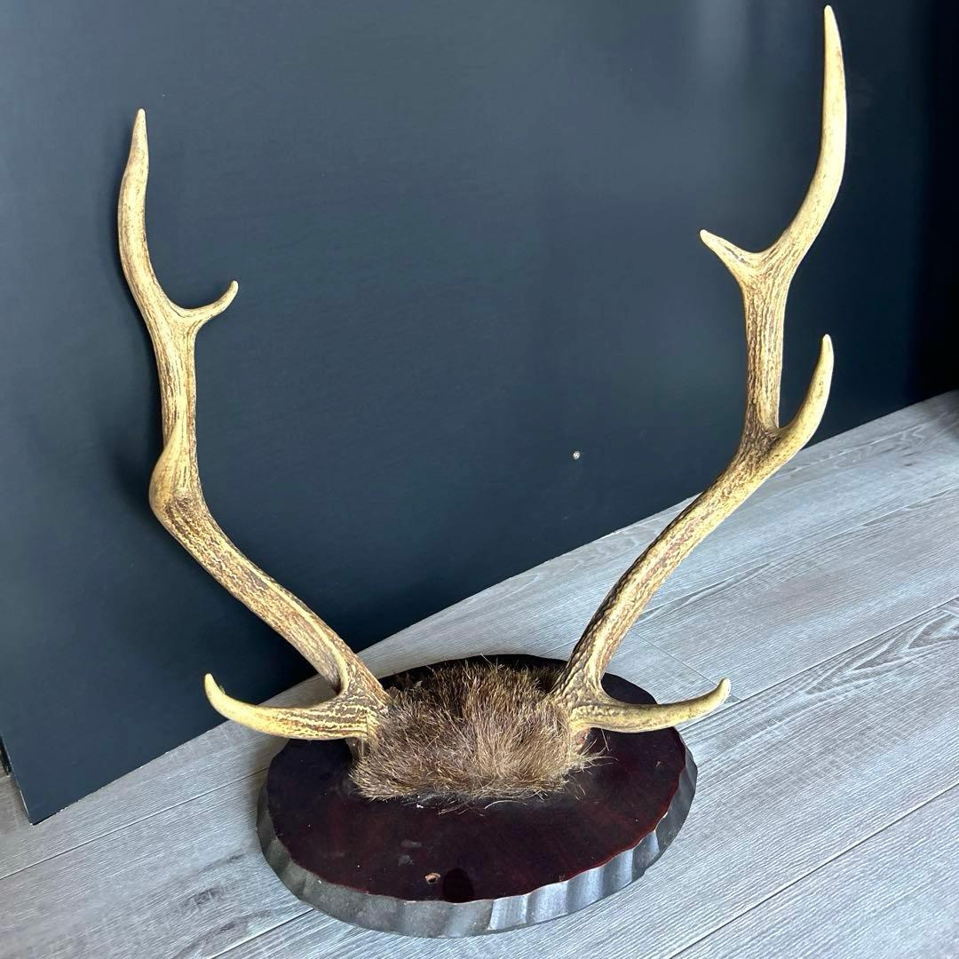 鹿の角 インテリア装飾品 - メルカリ