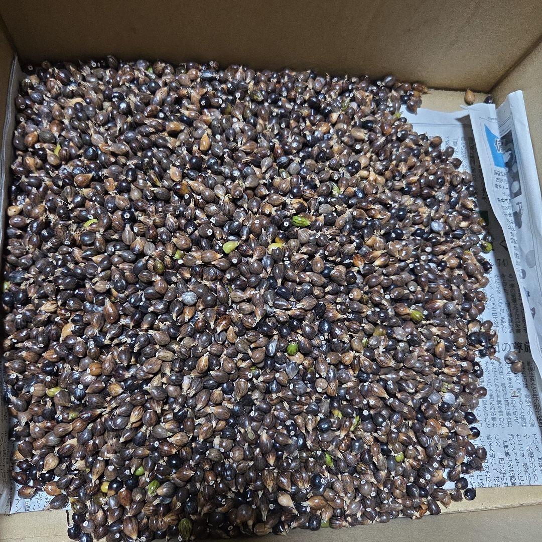 【どんべぇ様】数珠玉　ジュズダマ　4kg+予備400g ジュズダマ おまかせワイヤーブレス | 百足と猫の砂糖漬け