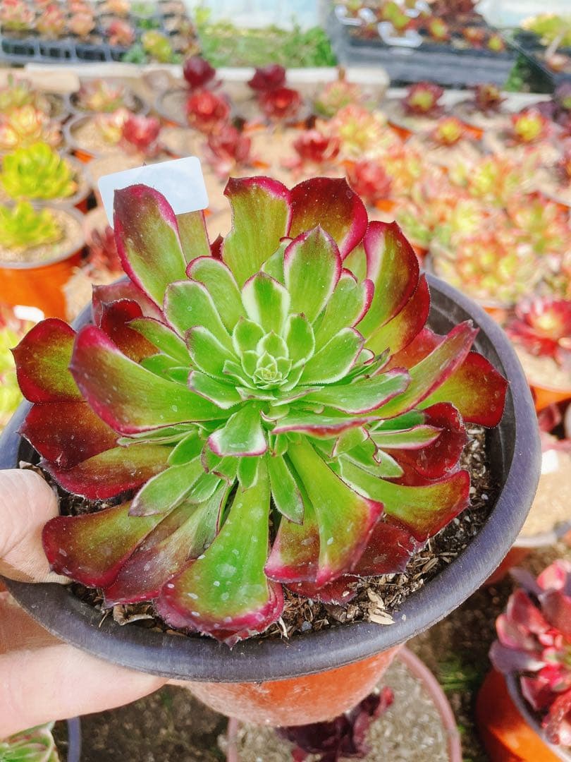 84 天合 小群生 アエオニウム 多肉植物 抜き苗 - メルカリ