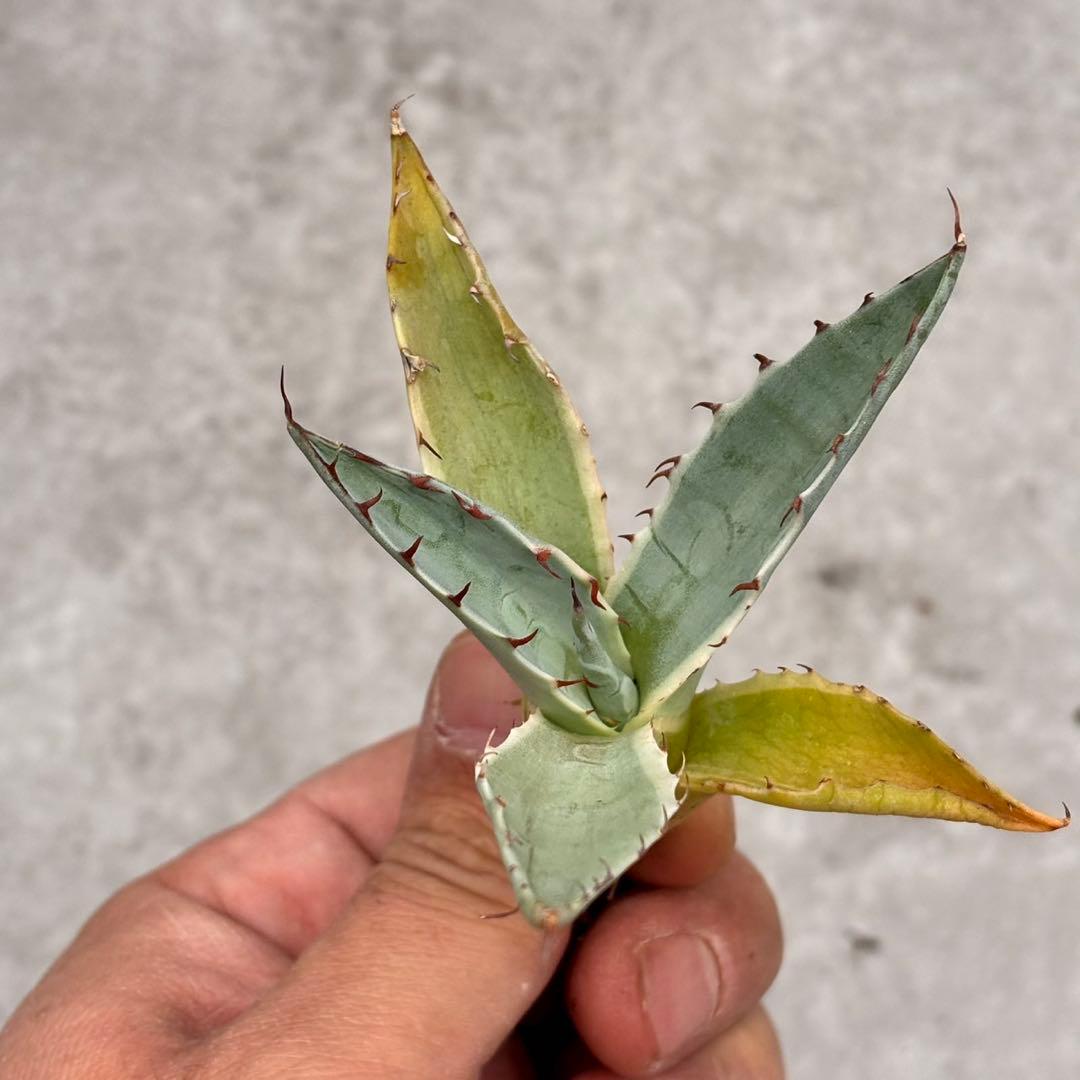 平*郎様 アガベ・ハイブリッド パラサナXオバティフォリアオルカの交