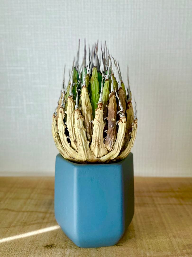 今だけ特売！【陽炎】エボリスピナ厳選美型株！締まった優良株！抜苗/第四種郵便！