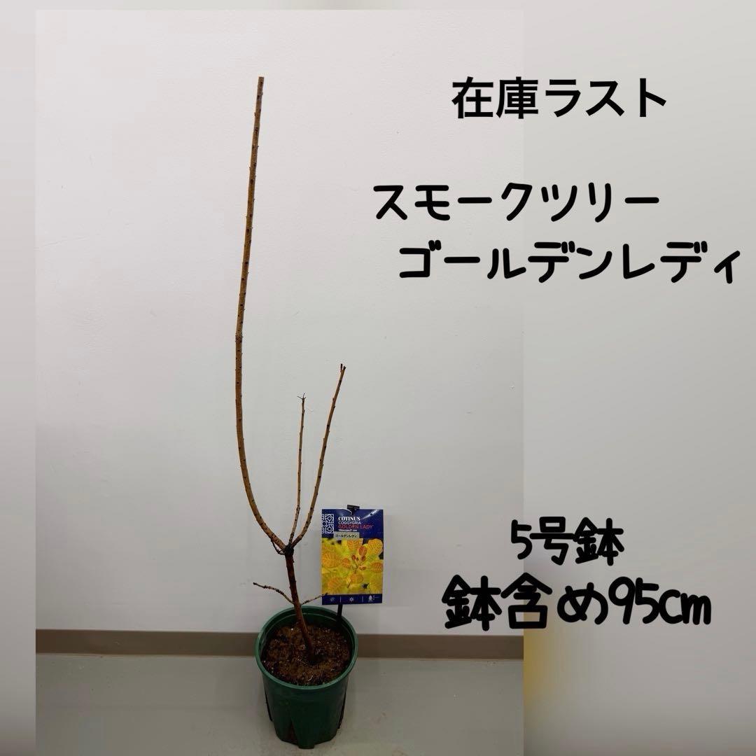 スモークツリー ゴールデンレディ 5号鉢