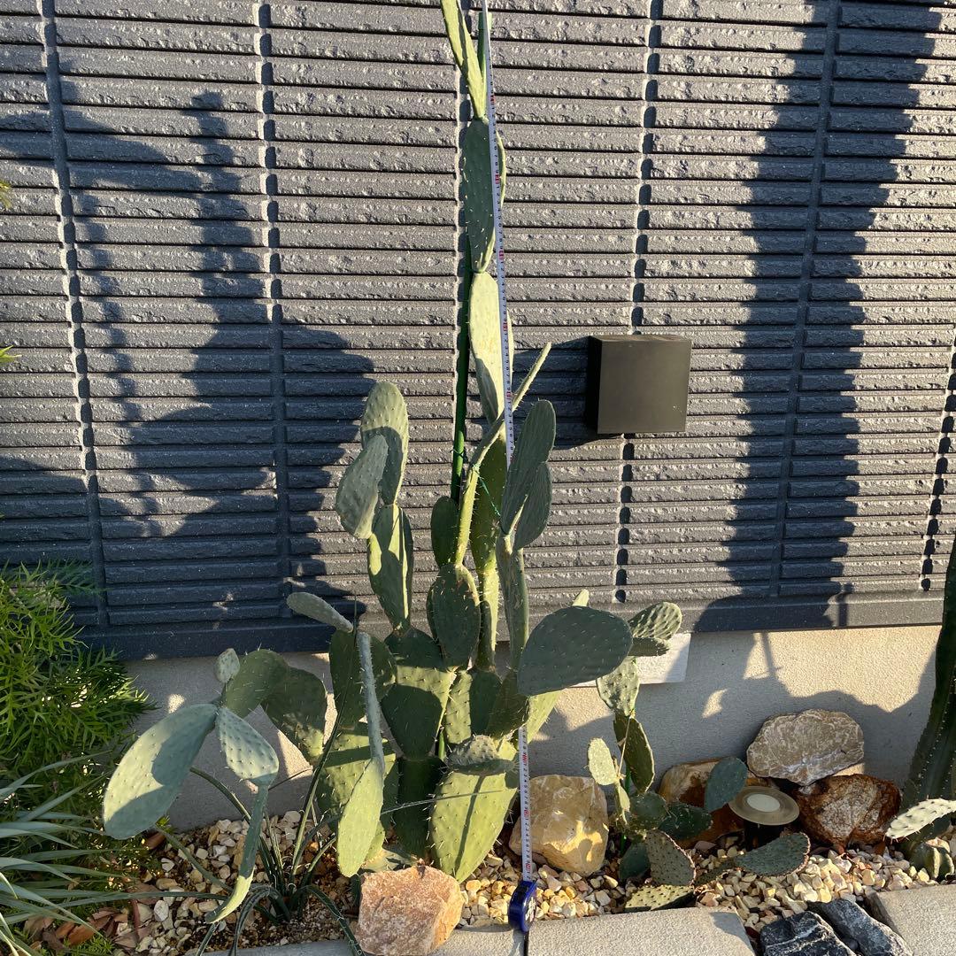 【正月値引き】ウチワサボテン　ドライガーデン　ロックガーデン　背丈140cm