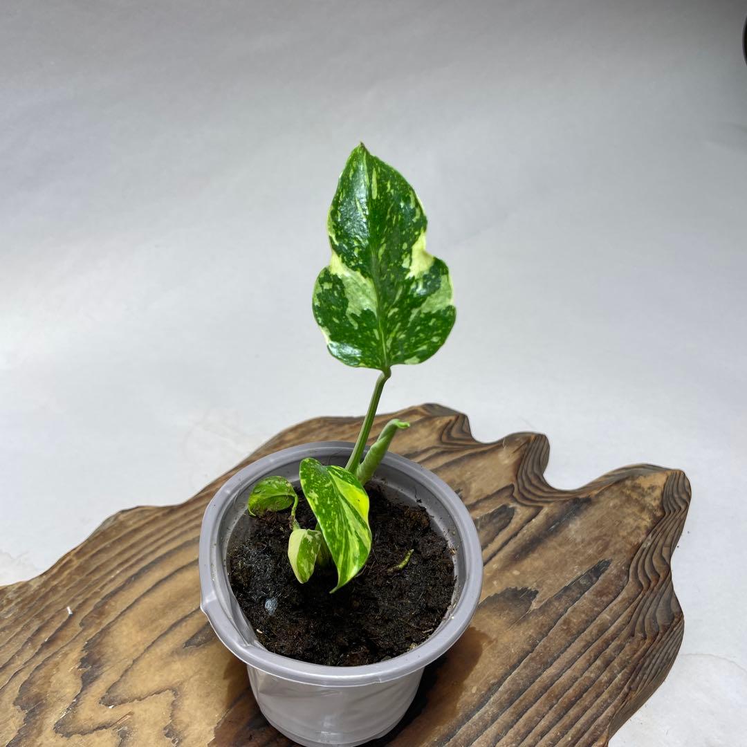 Q64 品種保証 【希少】モンステラ・エレクトロライト 美株 斑入り 希少