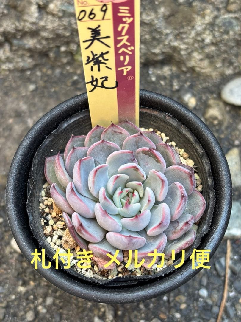 超希少 おらいさん苗 ミックスベリア 美紫妃 札付き 極上株 多肉植物⑤ おはようございます🌱 美紫妃がとても綺麗で思わず見入ってしまいまし