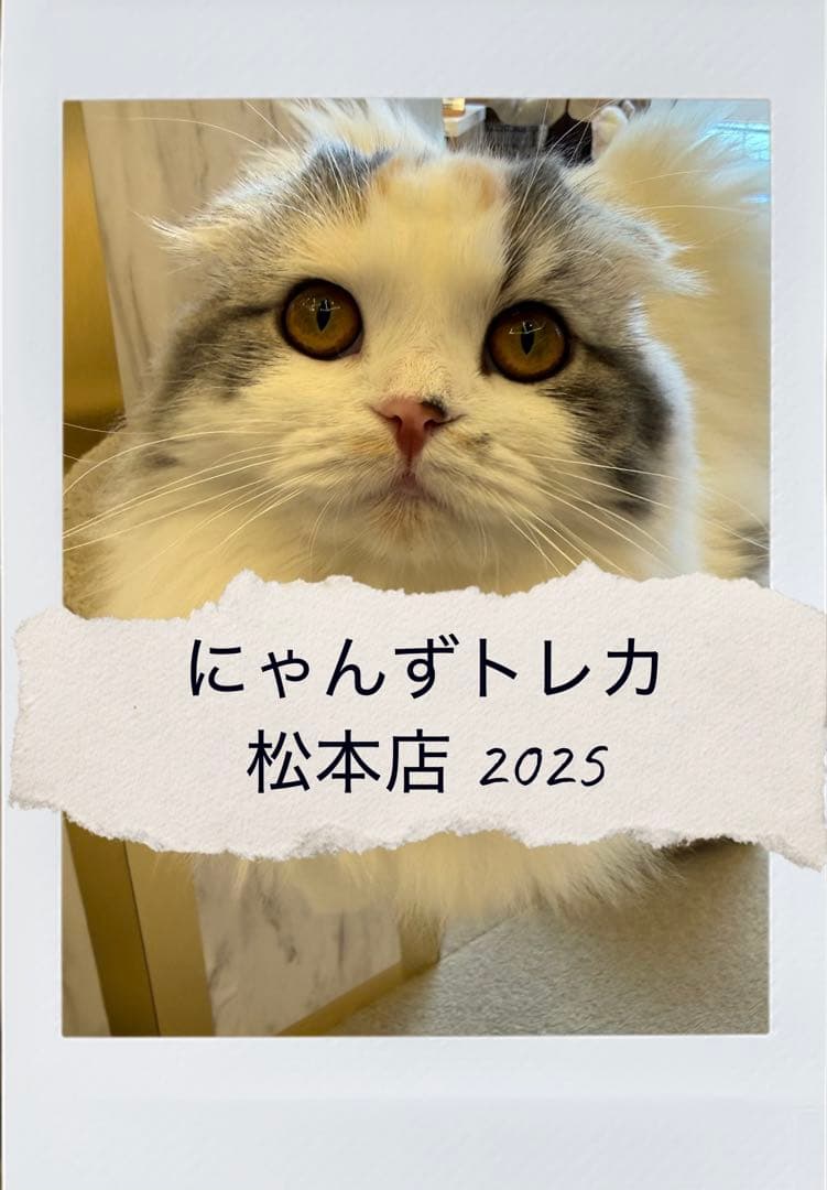 【バラ売り可】にゃんずトレカ松本店 2025 グッズ販売のお知らせ | お知らせ/メディア掲載情報