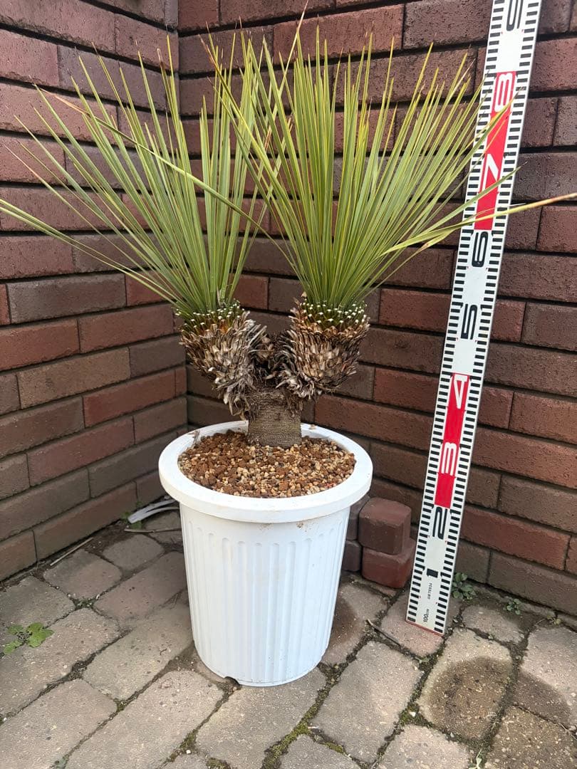 早いもの勝ち　ユッカ　ロストラータ　い