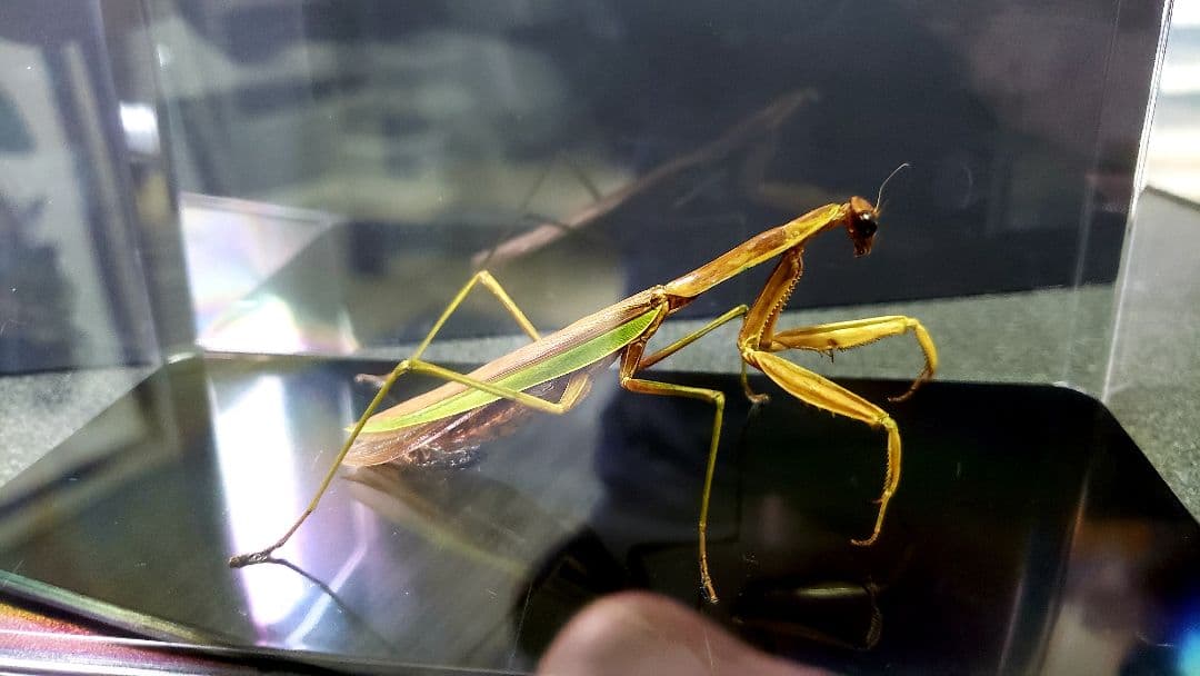 オオカマキリ 立体標本 - メルカリ