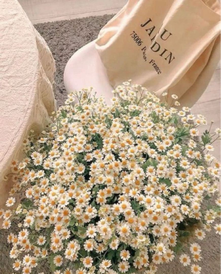 シナリー　ジャスミン　オーフルール