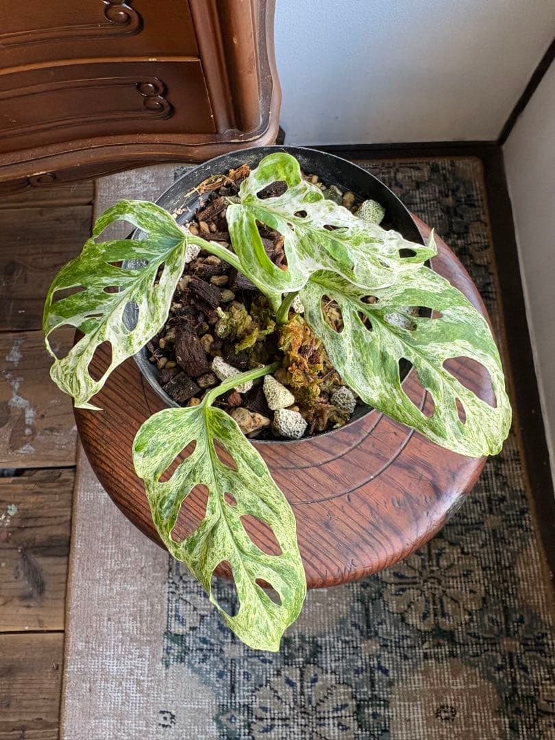 希少 モンステラ アンダーソニー マダラ 4.5号 斑入り