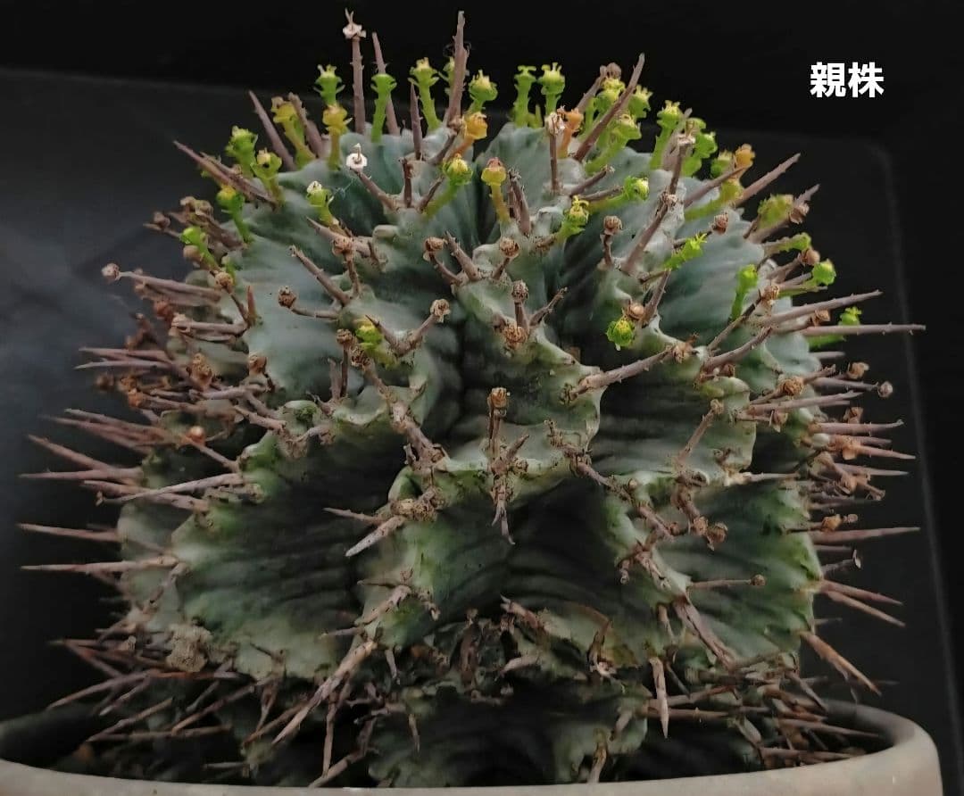 メルカリ便発送&ロウルサンコさんラベル付き☆ユーフォルビア ホリダ ビックバン