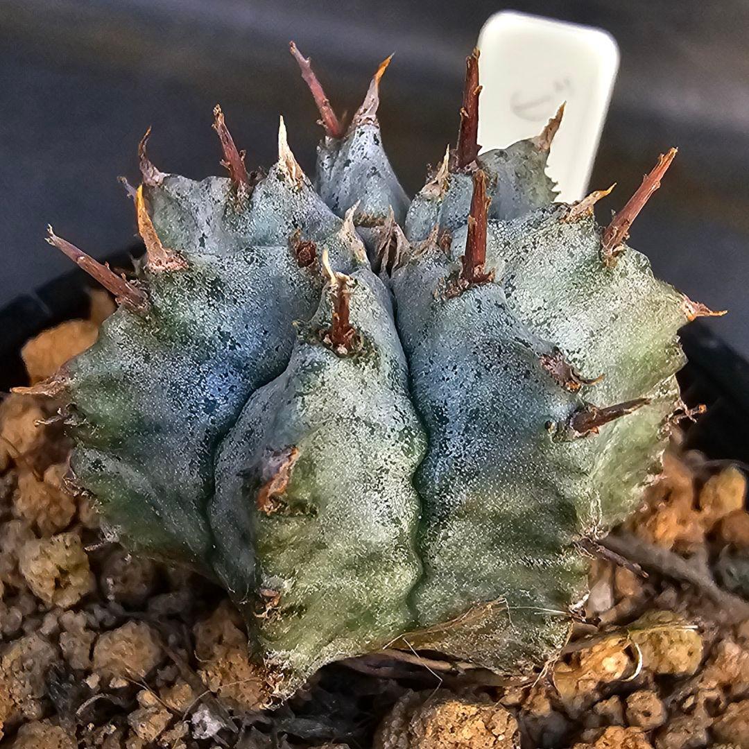 メルカリ便発送&ロウルサンコさんラベル付き☆ユーフォルビア ホリダ