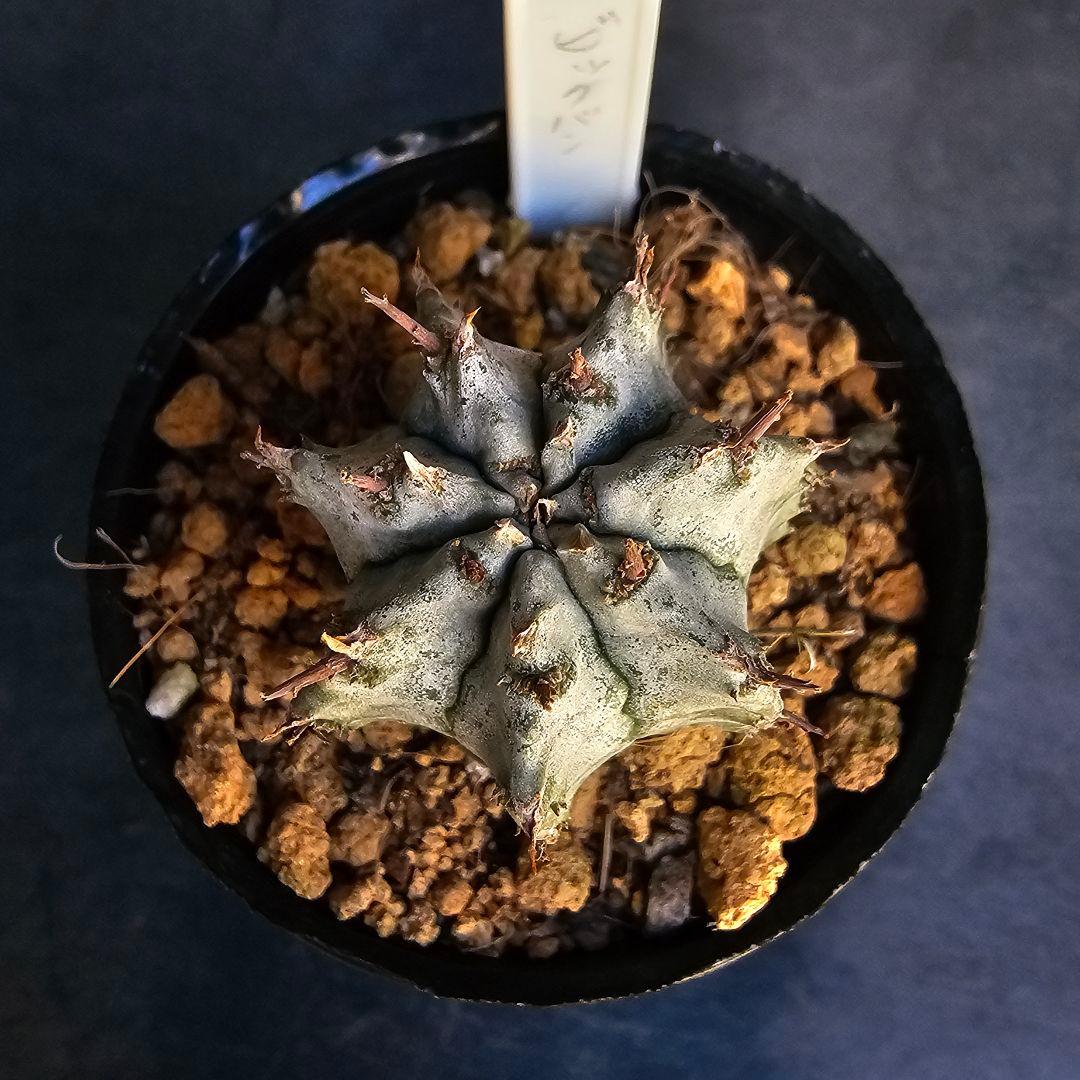 メルカリ便発送&ロウルサンコさんラベル付き☆ユーフォルビア ホリダ