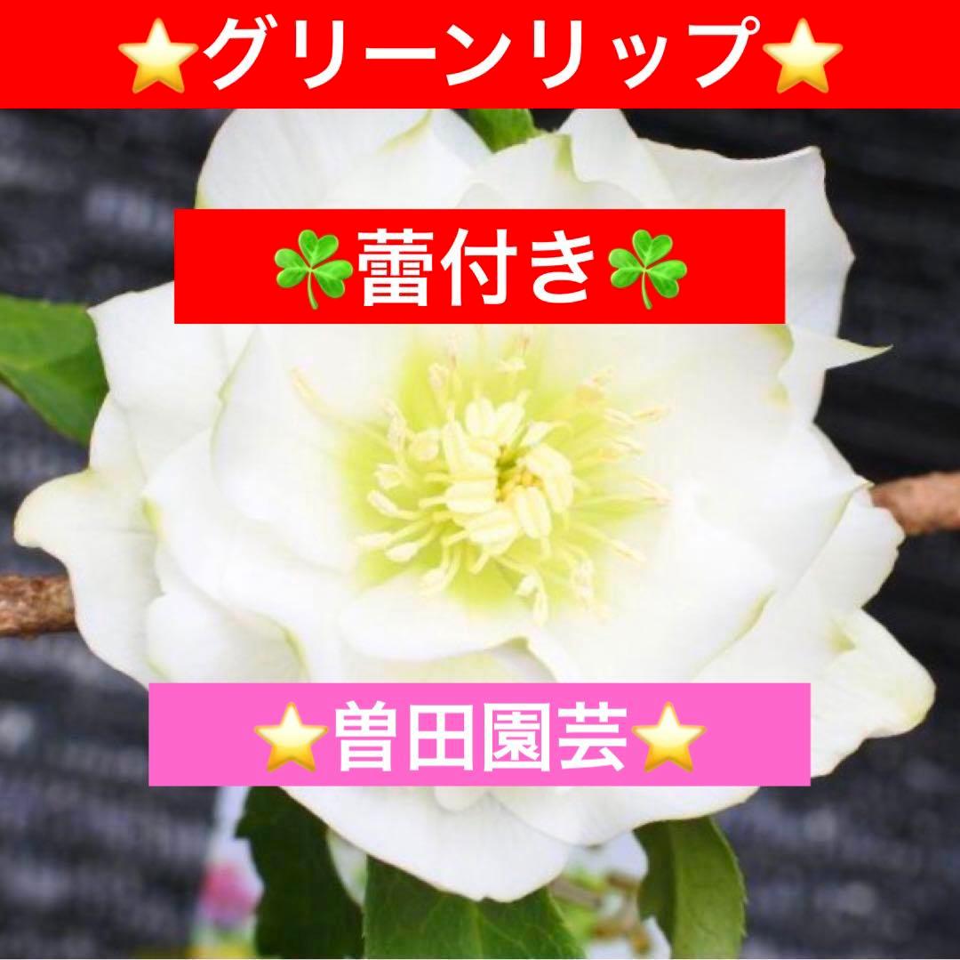 ヒ*イ様 ☘️蕾付き☘️3367⭐️グリーンリップ⭐️ 曽田園芸⭐️ 2026年最新】曽田園芸の人気アイテム - メルカリ