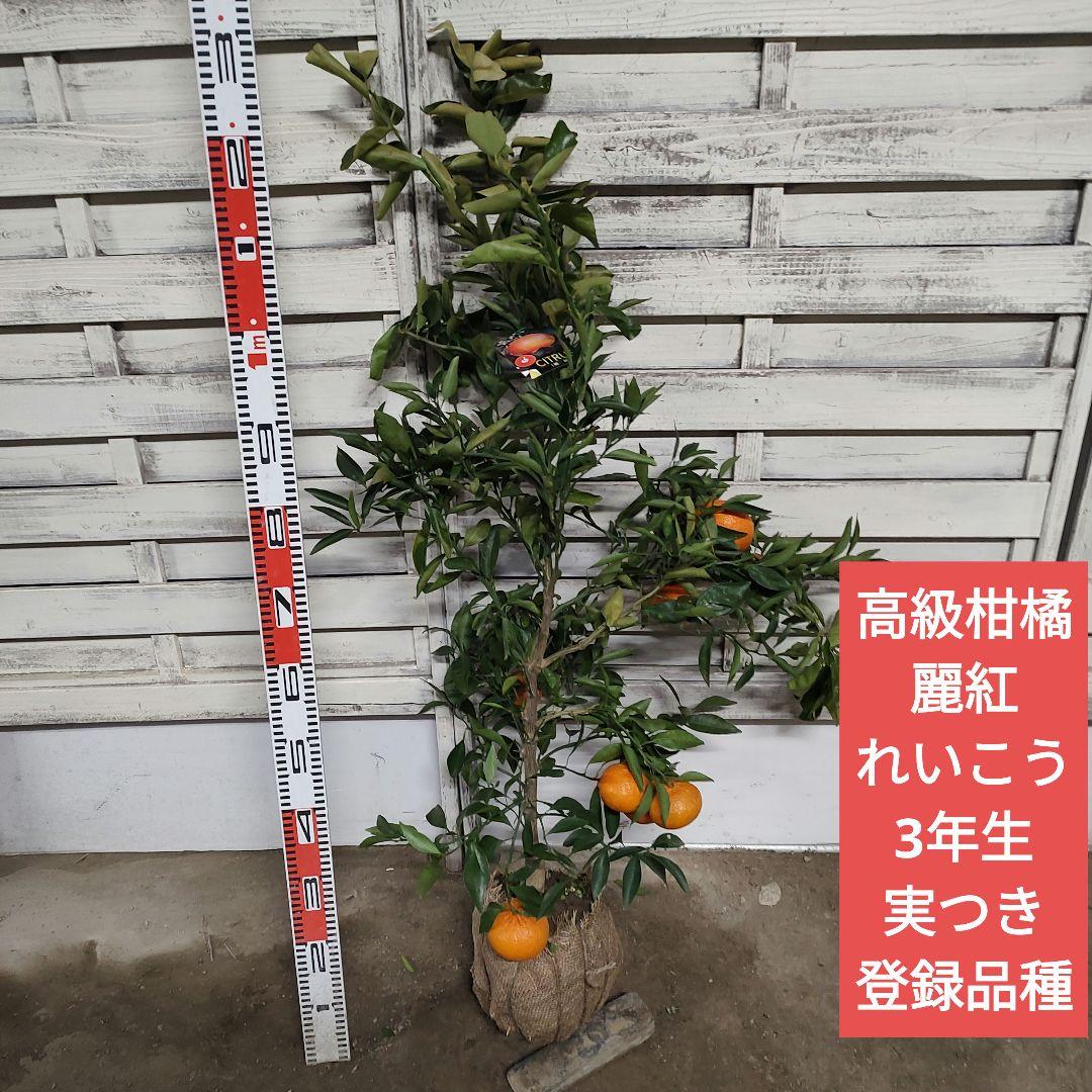 が*も様 麗紅 3年生 苗木 登録品種 実つき！