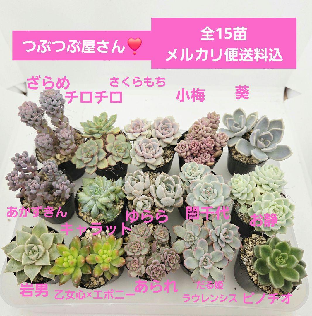 みー❀✼❅様全16苗⑧つぶつぶ屋さん キャラット❣️あられ❣️発根済ネコポス込