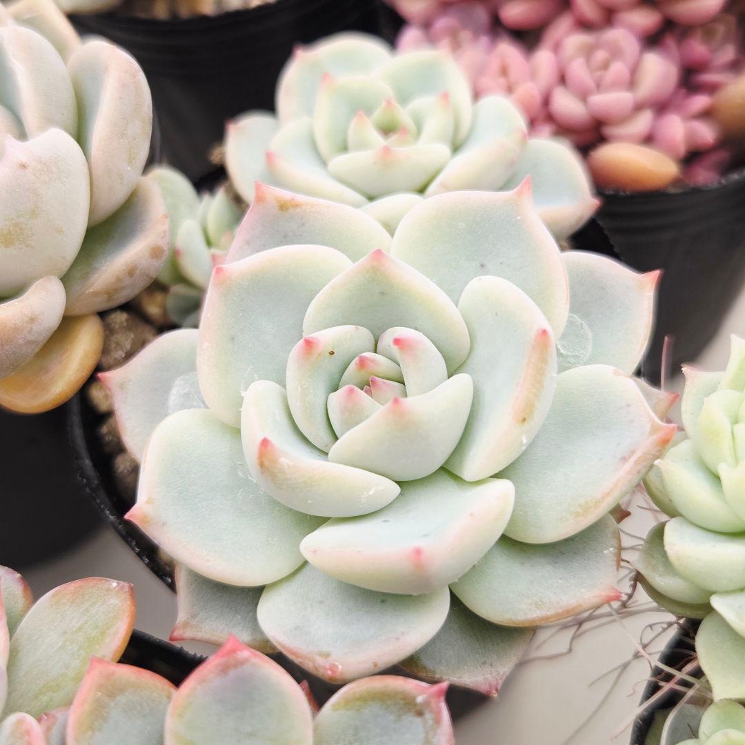 みー❀✼❅様全16苗⑧つぶつぶ屋さん キャラット❣️あられ❣️発根済