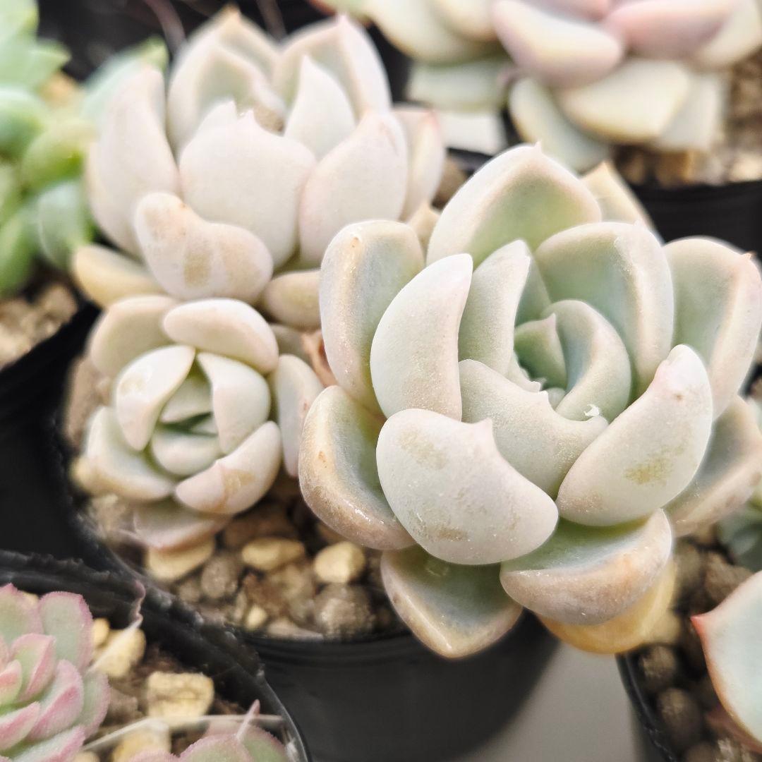 みー❀✼❅様全16苗⑧つぶつぶ屋さん キャラット❣️あられ❣️発根済